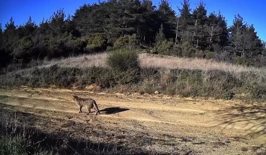Tekirdağ'da doğanın hayaleti görüntülendi: Dağ Kedisi fotokapanda