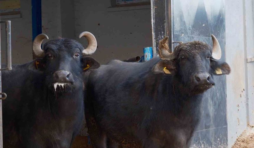 Türkiye'nin yeni manda ırkı Murana süt verimi ile dikkat çekiyor