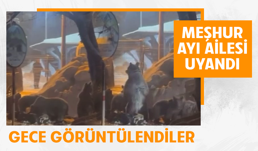 Uludağ'da kış uykusundan uyanan ayı ailesi yemek için Sarıalan'a indi