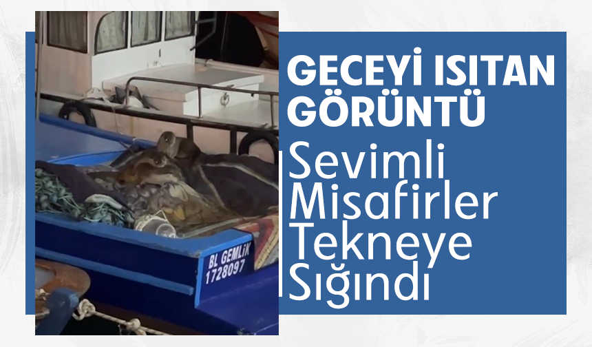 Aç kalan anne su samuru ve yavruları Gemlik’te tekneye sığındı