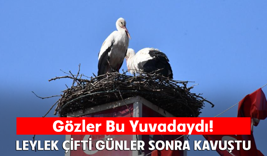 Yuva yapacak alan bulamayan leylekler yeniden İznik’te