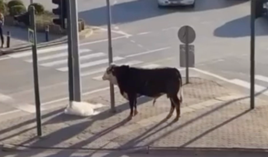 Bursa'da kaçan boğa trafiği karıştırdı!