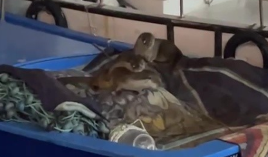 Aç kalan anne su samuru ve yavruları Gemlik’te tekneye sığındı