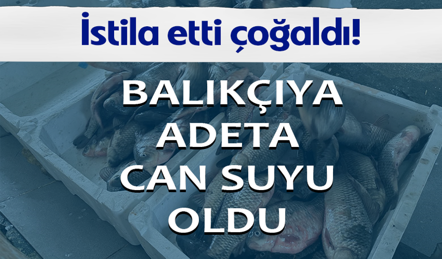 Bursa'da istilacı İsrail sazanları balıkçılara gelir kaynağı oldu