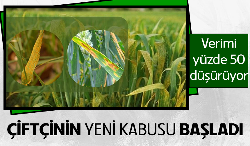 Çiftçinin yeni kabusu septorya! Verimi yüzde 50 düşürüyor
