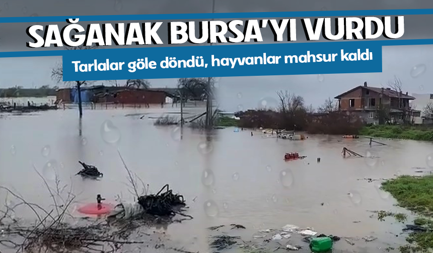 Bursa’yı yağış vurdu! Tarlalar suya gömüldü, hayvanlar kurtarılmayı bekledi