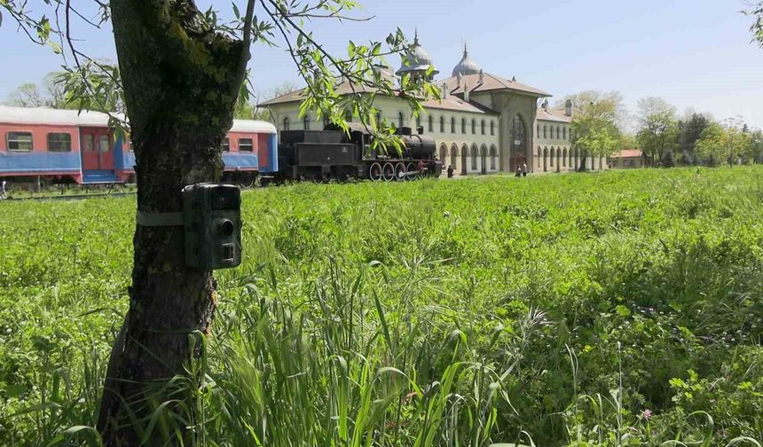Edirne'de fotokapanlar yaban hayatını görüntülüyor