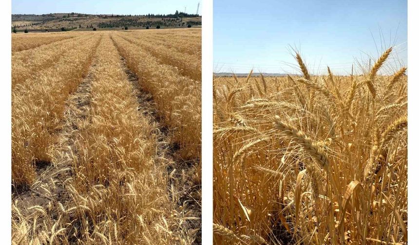 ETİ'den kurak iklim koşullarına dayanıklı yerli buğday çeşidi