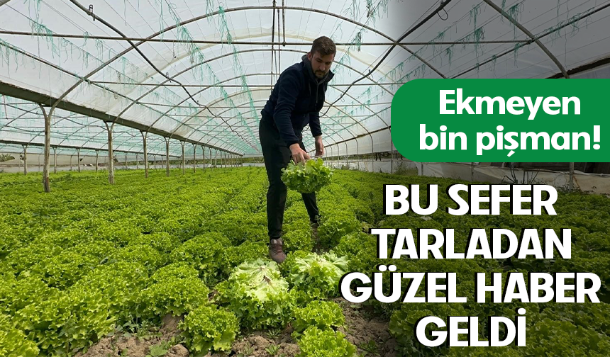 Bursa'da bu sefer tarladan güzel haber geldi! Marul yüzleri güldürdü