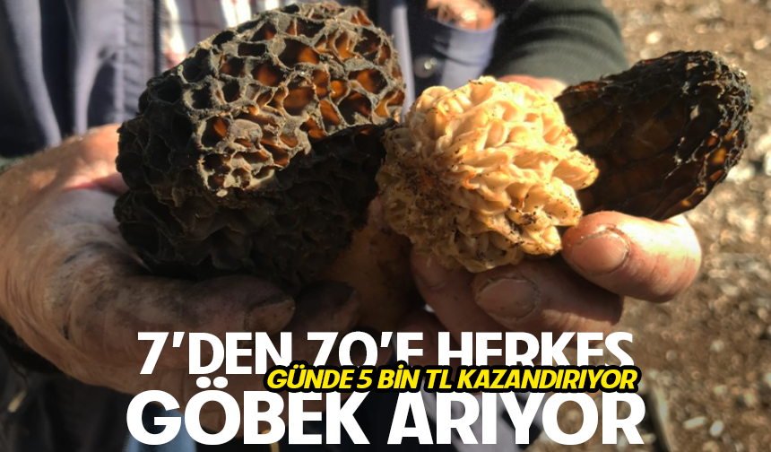 Bin 800 rakımlı dağlardan toplanıp kilosu bin 500 liradan satılıyor