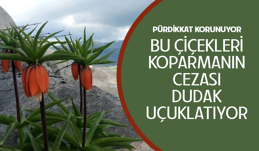 Bu çiçekleri koparmanın cezası 700 bin lirayı buluyor