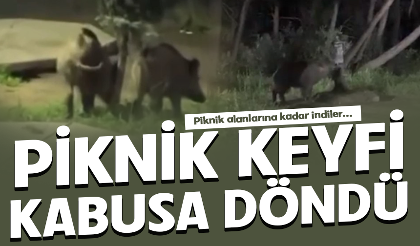 Bursa'da domuzlar piknik alanlarına indi