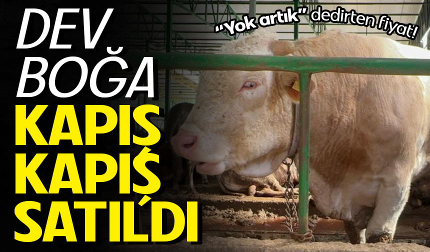 Bursa Nilüfer'de kurban hareketliliği: Tonluk boğayı 400 bin liraya sattı