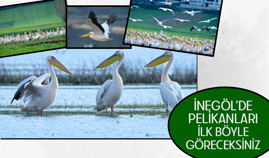İnegöl'de pelikanları ilk böyle göreceksiniz