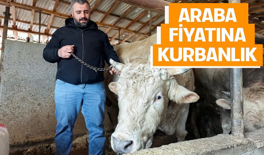 Bursa'da araba fiyatına kurbanlık
