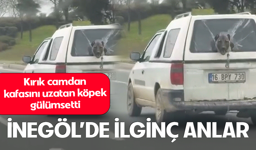 Bursa İnegöl'de kırık camdan kafasını uzatan köpek gülümsetti