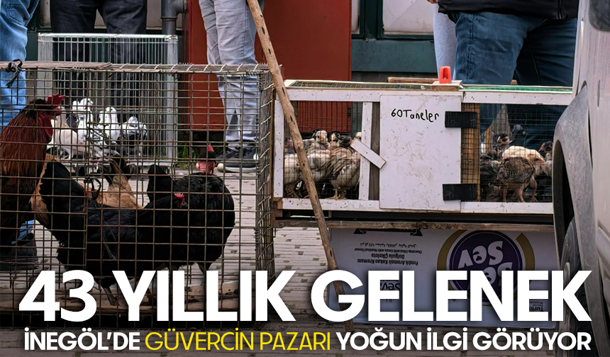 43 Yıllık Gelenek: İnegöl’de Güvercin Pazarı Yoğun İlgi Görüyor, fiyatlar dudak uçuklatıyor