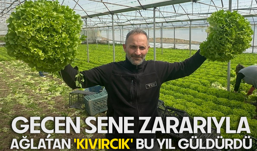 Geçen sene zararıyla ağlatan 'kıvırcık' bu yıl güldürdü