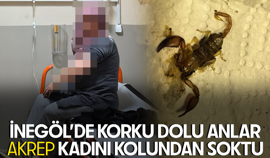 Bursa İnegöl’de korku dolu anlar: Akrep kadını kolundan soktu