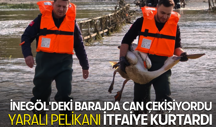 Bursa İnegöl'deki barajda can çekişiyordu! Yaralı pelikanı itfaiye kurtardı