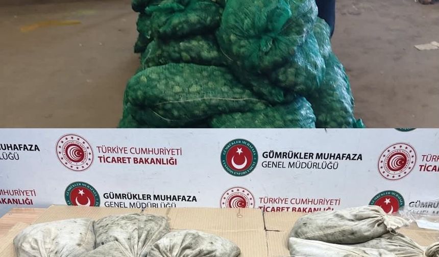 Kapıkule'de 760 kilo kaçak midye ele geçirildi