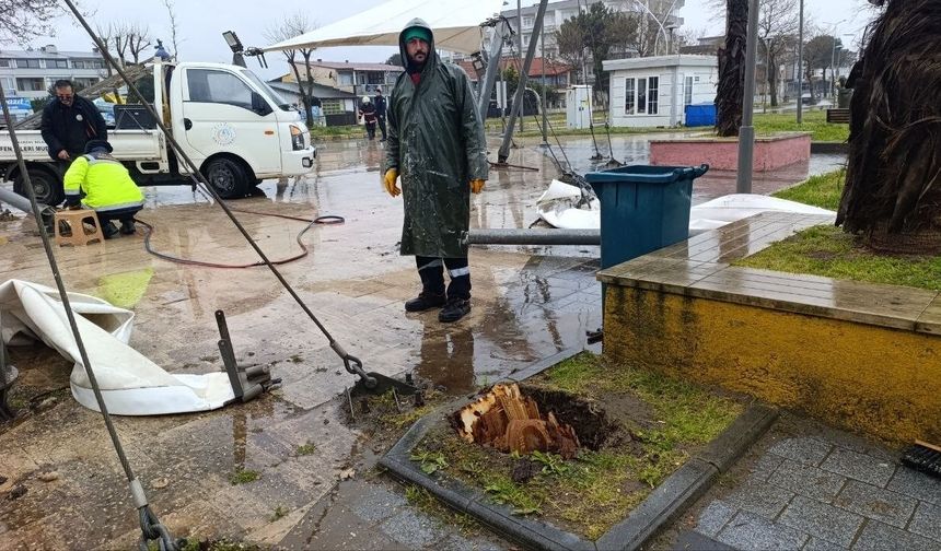 Sakarya'da 25 metrelik kavak ağacı şiddetli rüzgara dayanamadı