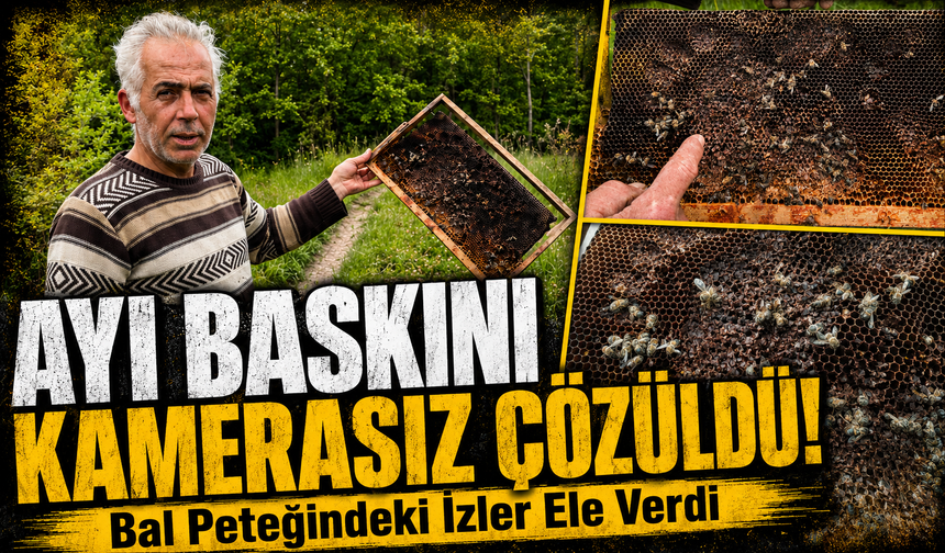 Bursa'da ayılar 1.5 milyona yakın arıyı telef etti