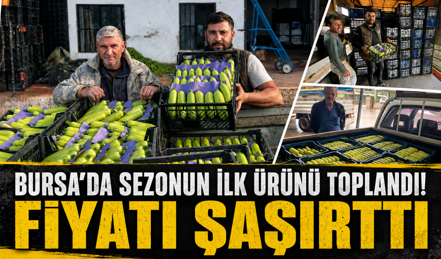 Bursa İznik'te mevsimin ilk kabak hasadı