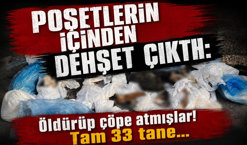 İzmir’de poşetler içinde 33 ölü kedi bulundu
