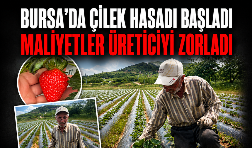 Bursa'da çilek hasadı başlıyor; üretici 100 lira fiyat bekliyor