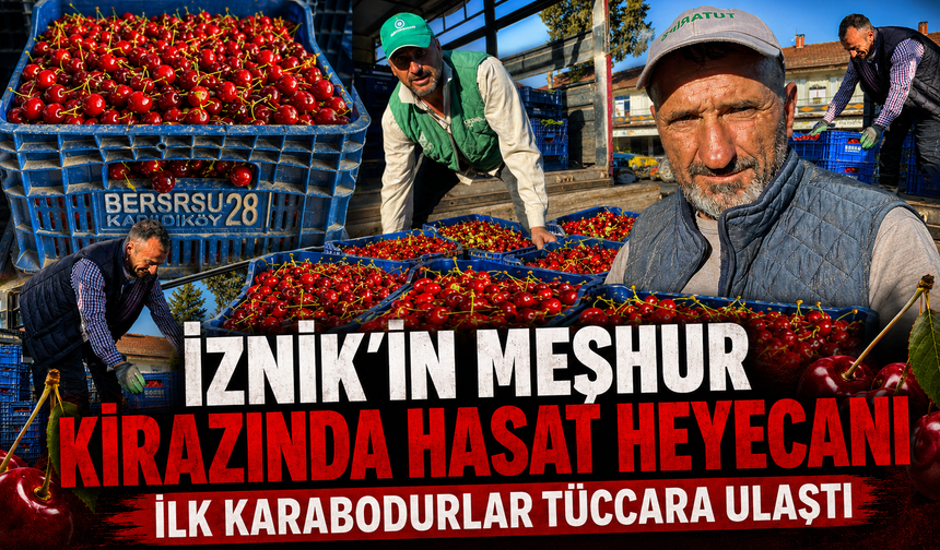Bursa İznik’te mevsimin ilk karabodur kirazı hasadı başladı