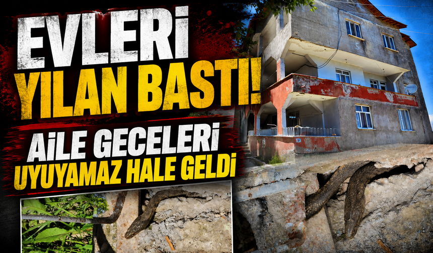 Hasköy’de yılanlar bir evi sardı: Aile geceleri uyuyamıyor