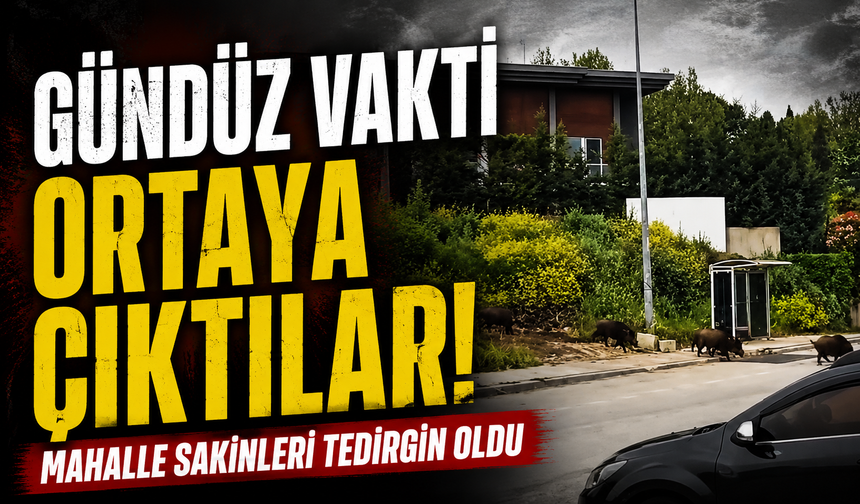 Aç kalan domuz sürüsü, gündüz şehir merkezine indi