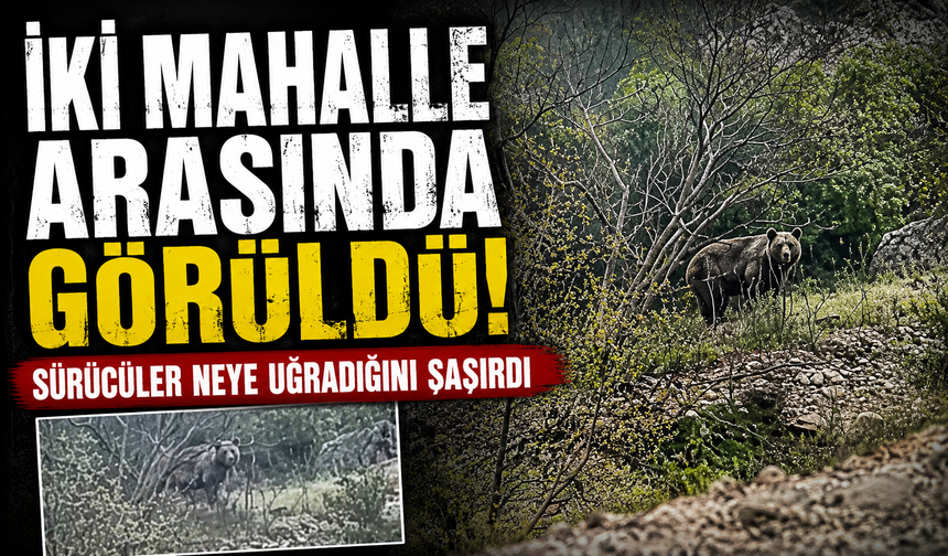 Bursa Orhaneli yolunda ayı paniği kamerada