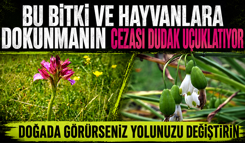 Bu bitki ve hayvanlara dokunmanın cezası dudak uçuklatıyor!