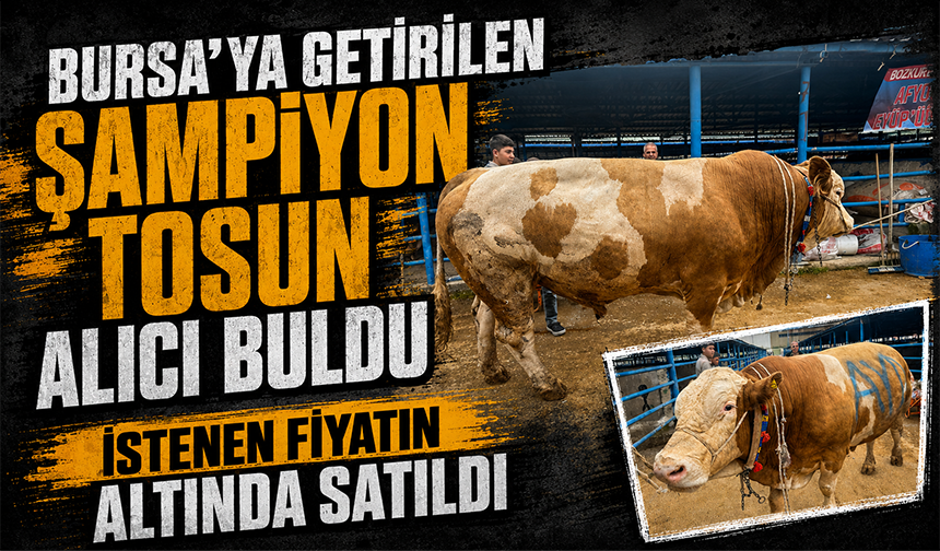 Afyon’dan Bursa’ya getirilen dev tosun alıcı buldu