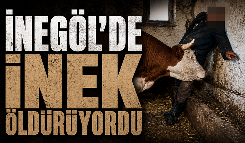 İnegöl'de inek öldürüyordu