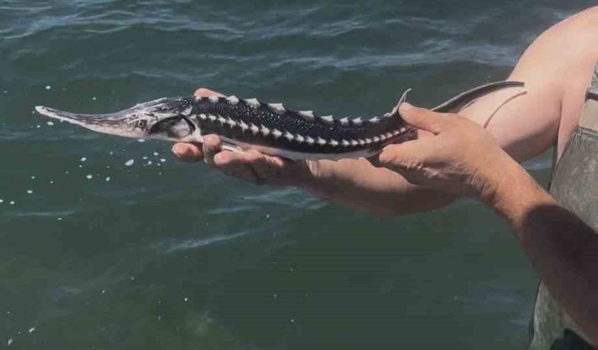 İzmit Körfezi'nde ağlara takılan mersin balığı yeniden denize salındı