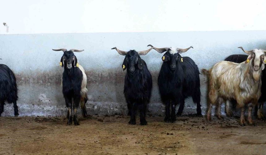 Tekirdağ'da Kurban Bayramı'nda Büyükşehir mezbahalarında 977 hayvanın kesimi yapıldı