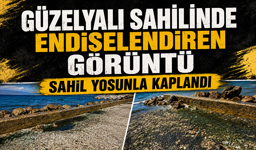 Güzelyalı Sahilinde Endişelendiren Görüntü: Sahil Yosunla Kaplandı