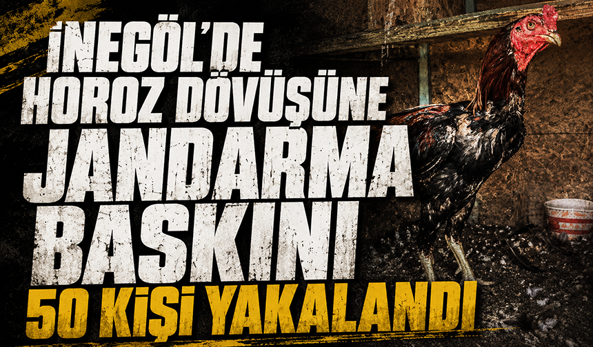 Bursa İnegöl'de horoz dövüşüne Jandarma baskını: 50 kişi yakalandı