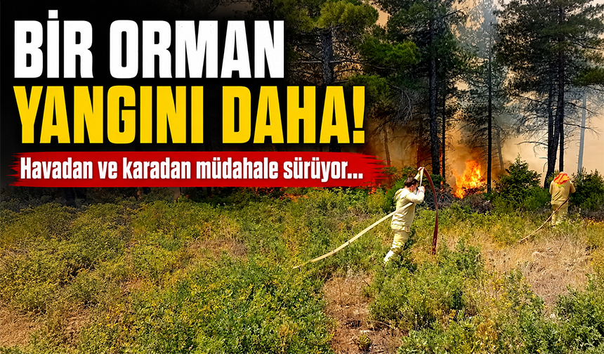 Bursa'da orman yangını! Ekipler seferber oldu