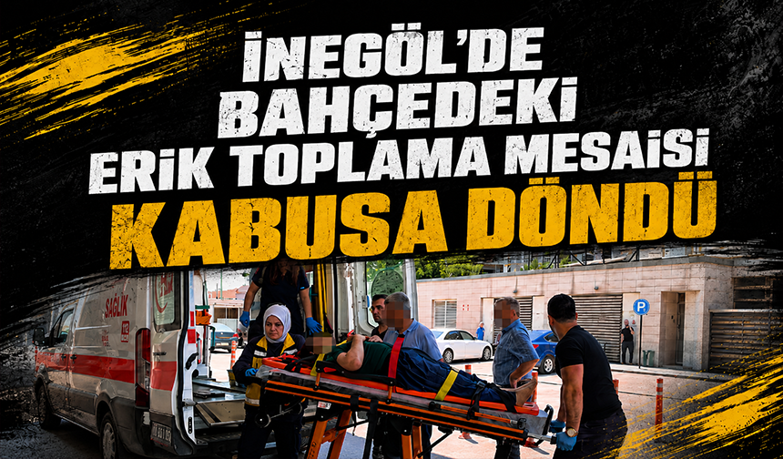 Bursa İnegöl'de bahçedeki erik toplama mesaisi kabusa döndü
