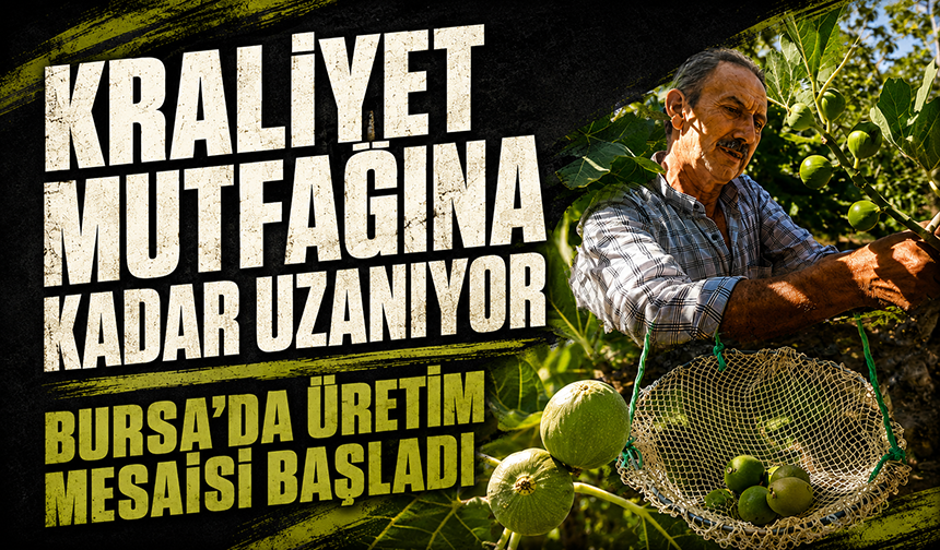 Bursa siyahı incirde üretim mesaisi başladı! Kraliyet mutfağına kadar uzanıyor...