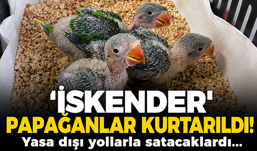Bursa'da kaçak satılmak istenen 3 İskender papağanı yavrusu kurtarıldı!