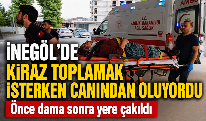 Bursa İnegöl'de kiraz ağacından düştü