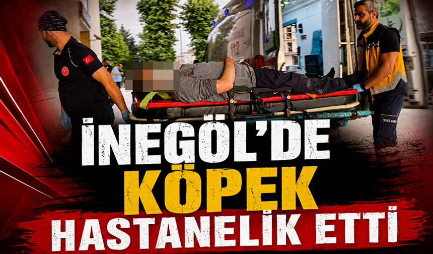 Bursa İnegöl'de köpek hastanelik etti