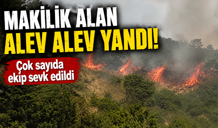 Bursa Gemlik'te makilik alan alev alev yandı!