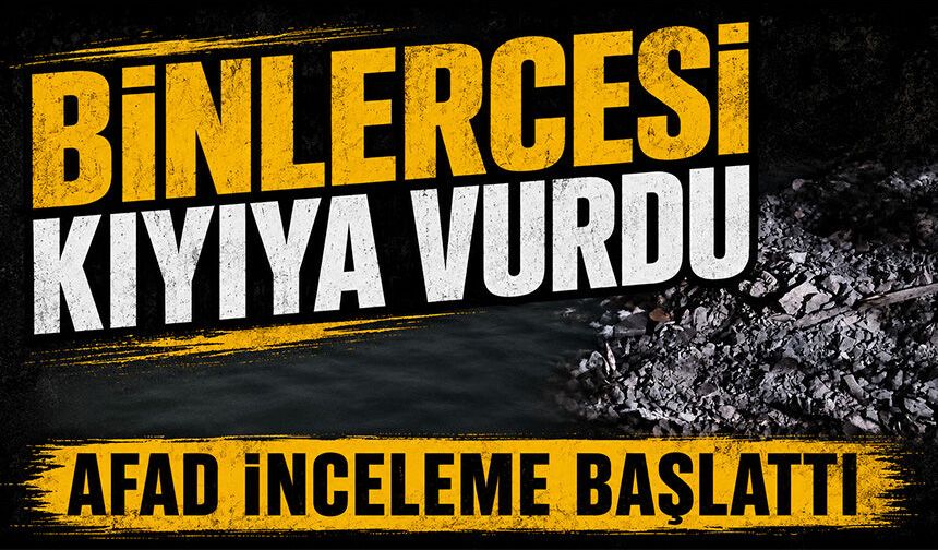 İstanbul Bakırköy’de Çırpıcı Deresi’nde toplu balık ölümleri: AFAD inceleme başlattı