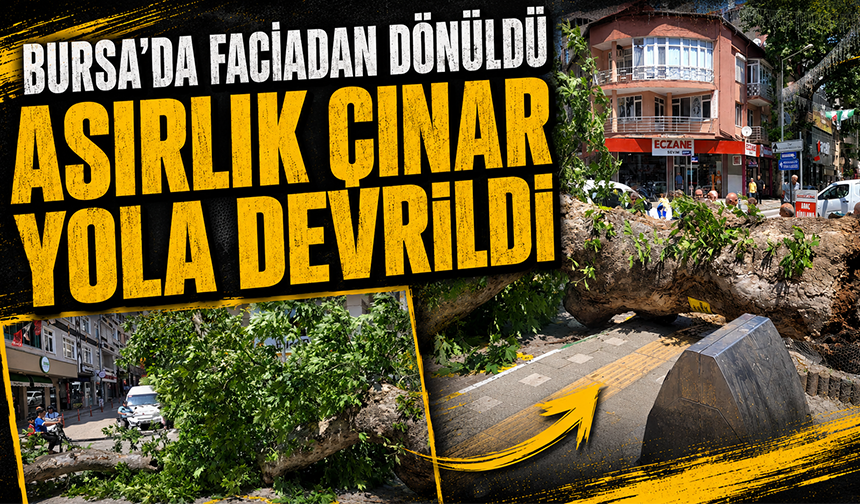 Bursa'da faciadan dönüldü...Asırlık çınar yola devrildi